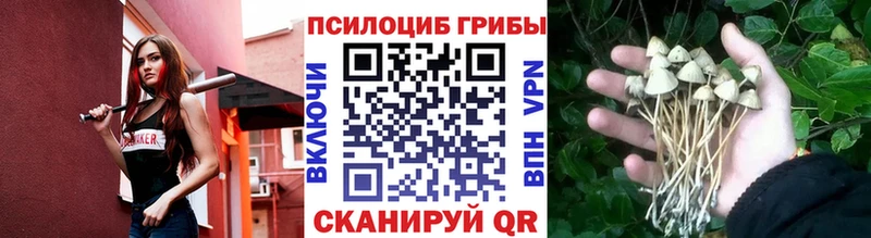 ОМГ ОМГ рабочий сайт  Гусев  Псилоцибиновые грибы Psilocybine cubensis 